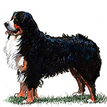 Bernese Mountain Dog - Click Image to Close